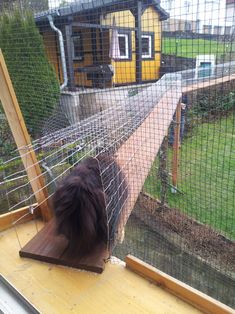 there is a dog that is looking out the window at some animals in their pen