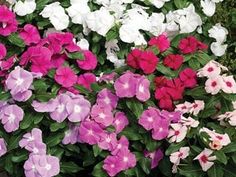 many different colored petunias are growing together