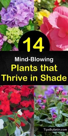 Outdoor Plants For Shaded Porch, Gardens For Shaded Areas, Scrubs That Grow In Shade, Shady Evergreen Plants, Planting In Shaded Areas, Evergreens For Shaded Areas, Garden Ideas Shaded Area, Plants For The Shade Backyards, Flowers For Shady Areas