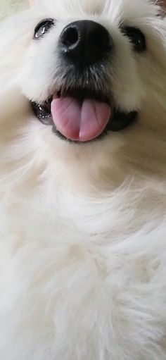 a white dog with its tongue hanging out