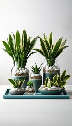 there are many plants in vases with rocks on the bottom and one is green