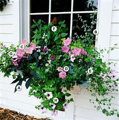 a window box filled with pink and purple flowers next to a white house, which has the letter f on it