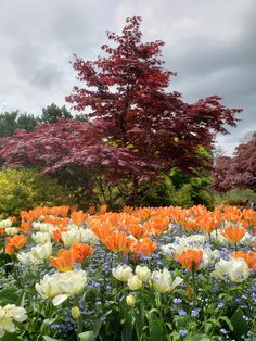 a field full of flowers and trees under a cloudy sky with red, white, and blue flowers