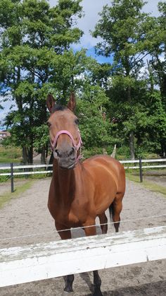 a brown horse wearing a pink bridle standing in front of a white fence