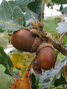 the acorns are still on the tree and ready to be picked