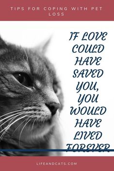 Welcome to Life and Catsa blog dedicated to cat care and welfareLearn about behaviorenrichmenthealth and wellnesstravels with catsbreeds and shows. Cat Dog Aesthetic, Pet Sayings, Pet Loss Cat, Pet Bereavement, Cat Essentials, Pet Pet