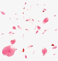 pink petals floating in the air on a white background