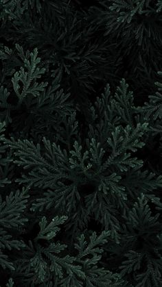 dark green pine tree branches with lots of leaves