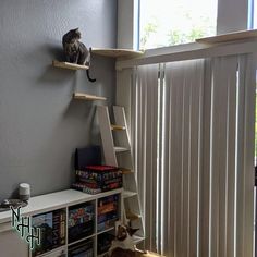 a cat sitting on top of a wooden shelf next to a window with white blinds