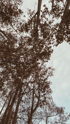 trees with brown leaves and blue sky in the background, from ground level looking up