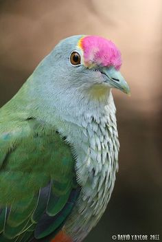 a close up of a colorful bird with a pink mohawk on it's head