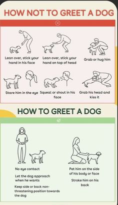 an info sheet describing how to get a dog