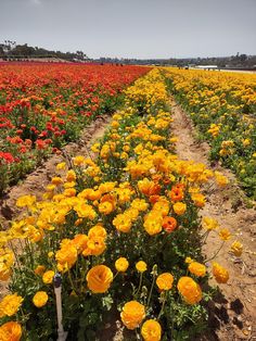 a field full of yellow and red flowers