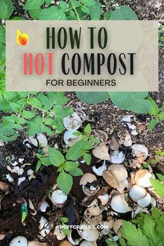 the words how to hot compostt for beginners in front of some plants