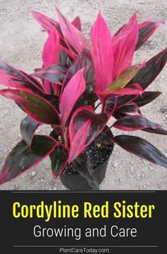 red and green plant with text overlay that says cordyline red sister growing and care