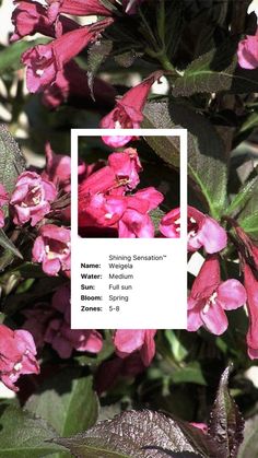 pink flowers with green leaves in the foreground and a white square frame over them