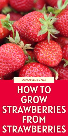 strawberries with the words how to grow strawberries from strawberries on top and bottom