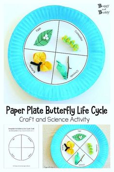 paper plate butterfly life cycle craft and science activity