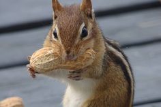 a close up of a squirrel holding something in its mouth