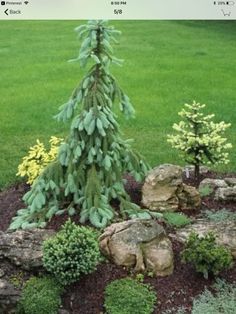 a small evergreen tree in the middle of a rock and grass garden with rocks around it