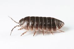 a bed bug on a white background - bed bug stock pictures, royalty photos & images