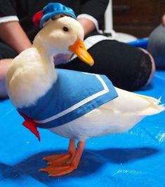 a white duck wearing a blue vest and hat on top of a blue table cloth