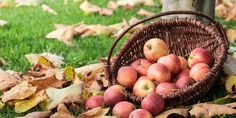 a basket full of apples sitting in the grass next to a tree with fallen leaves