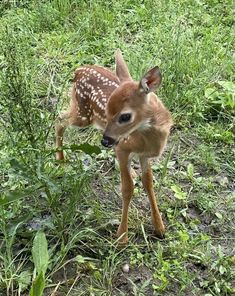 a small deer standing on top of a lush green field