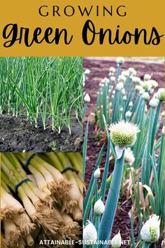 green onions in the garden and freshly harvested. Home Garden Aesthetic, At Home Garden, Regrow Vegetables, Vegetable Dips, Eating Fresh