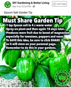 green peppers growing in the garden with text that says must share garden tip