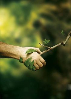 a person holding onto a branch with leaves on it's end and the other hand