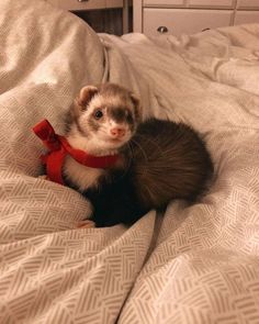 a ferret sitting on top of a bed covered in white sheets with a red ribbon around it's neck