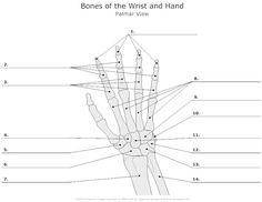 the bones of the wrist and hand