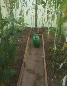 the inside of a greenhouse filled with lots of green plants and dirt in front of it