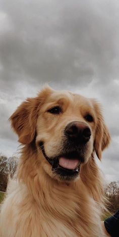 a large brown dog sitting on top of a lush green field