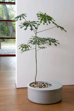 a potted plant sitting on top of a wooden floor