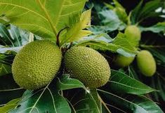 some green fruits are growing on the tree