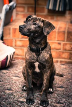 a brown and black dog sitting on top of a carpeted floor next to a brick wall