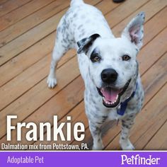 a dog standing on top of a wooden floor next to a purple and white sign