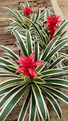 some red flowers are growing in a pot on the ground next to another plant that is green and white