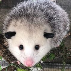 an opossmus looking at the camera while standing on a branch