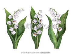 three white flowers with green leaves on a white background stock photo © shutterstocker