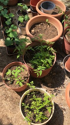 many pots with plants growing in them on the ground