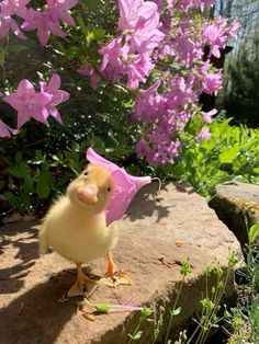 a small duck with a pink umbrella on its head standing on a rock in front of purple flowers