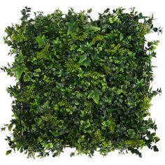 a square shaped boxwood hedge with green leaves on it's sides, isolated against a white background