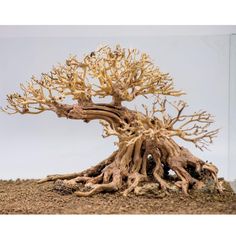 a bonsai tree in the middle of a dirt area with no leaves on it