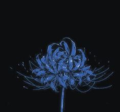 a large blue flower on a black background