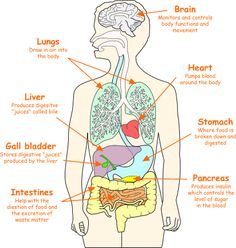 the anatomy of the human body with labels on its main organs and their major functions