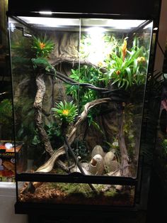 an aquarium with plants and rocks in it