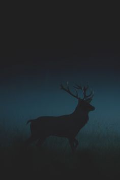 a deer standing in the grass at night